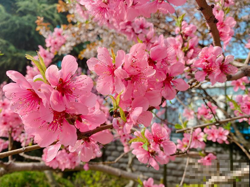 4种花春天不用买，剪个枝条插水里，3天冒新芽，一个月就开花