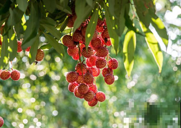 家里种棵“吉利果树”，春末夏初结果子，一家人吃不完