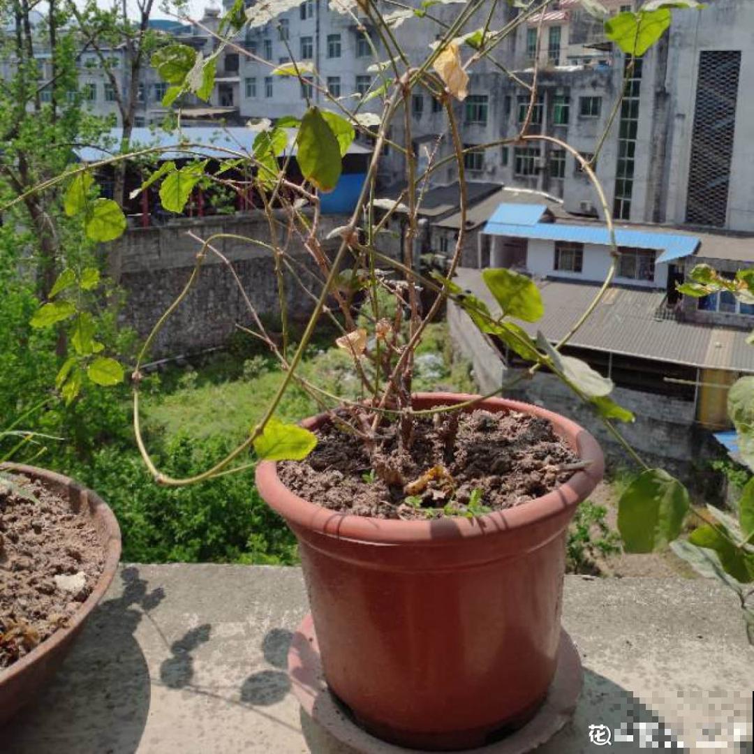 3个症状，说明花缺肥了，赶快补上，下个月大爆花