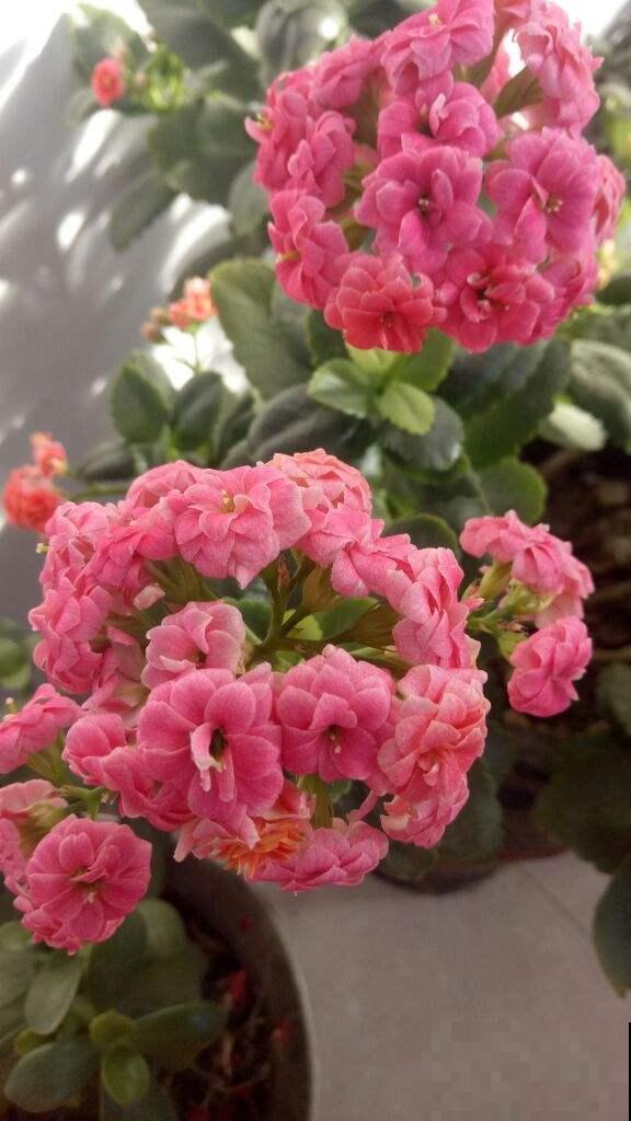 喜欢住“小盆”的3种花，冬季干养穷养才行，叶子油亮花开爆