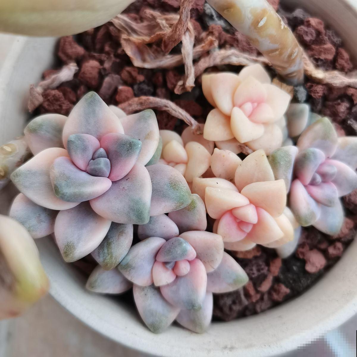 4种“骗人花”，花市看见要小心，坑多得让人无语