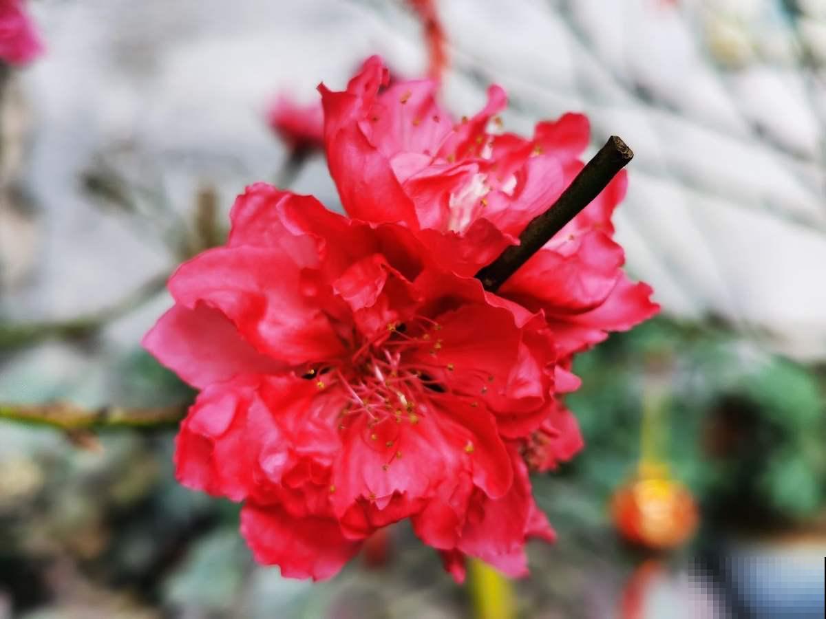 6种漂亮花，惊蛰之后疯狂长个，一个月就爆盆