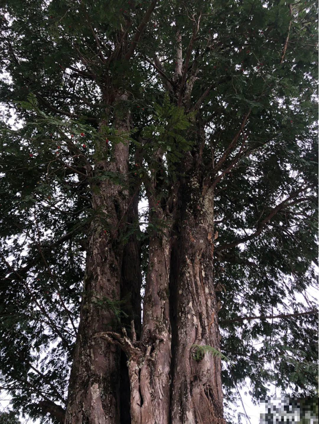7种花不能买，触犯法律了不得，买了给自己惹麻烦