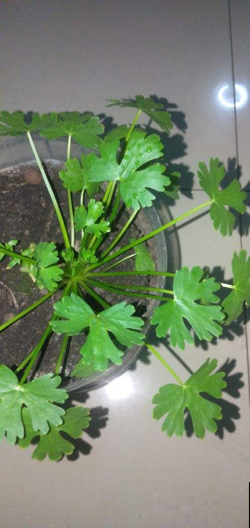 春天路边开满花，30种花能认识一半，就是植物大神