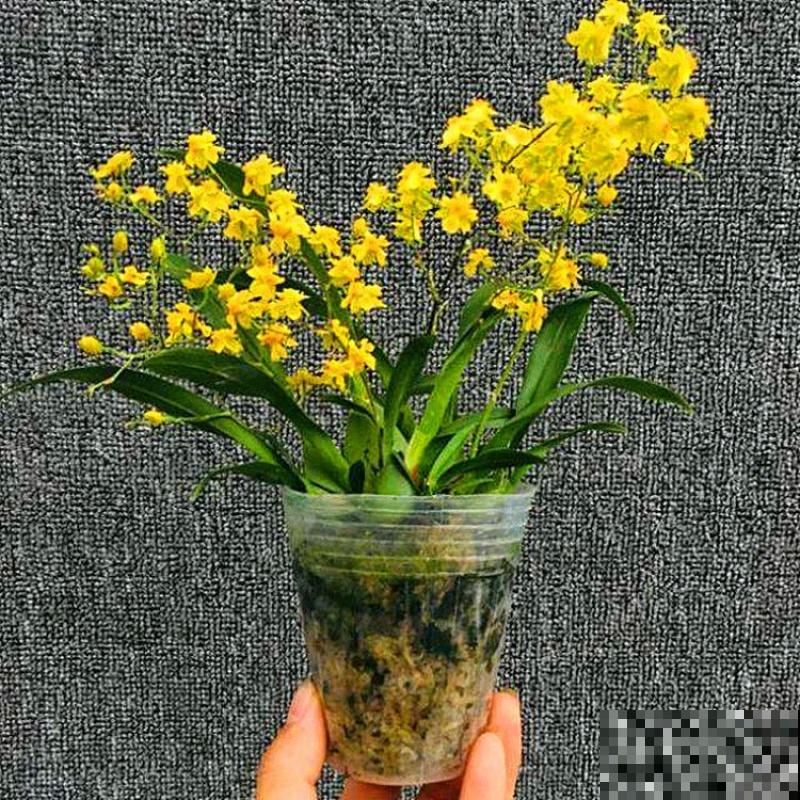 开花满屋香气的文心兰，开花一串串，香气扑鼻特好闻