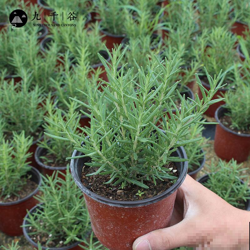 厨房养盆迷迭香,随用随取超方便,记住这2种种植方法养殖没问题 厨房养盆迷迭香,随用随取超方便,记住这2种种植方法养殖没问题