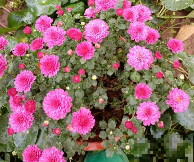 千头菊养殖,要想打顶,要在这2个时间段进行 千头菊养殖,要想打顶,要在这2个时间段进行