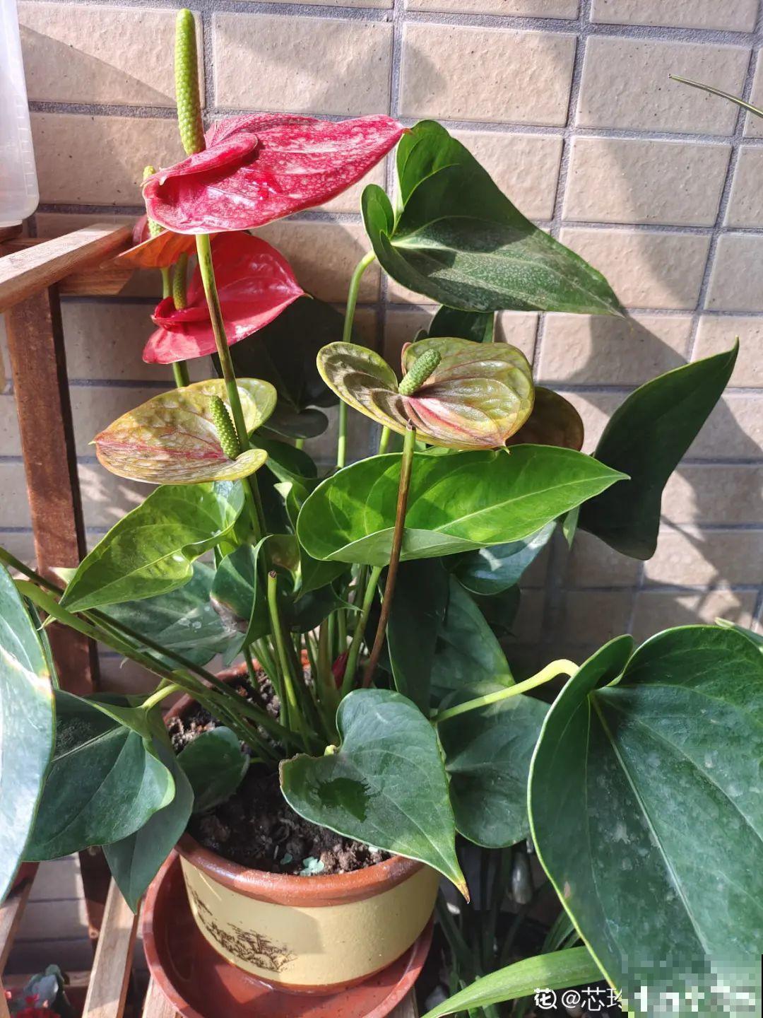 9种花是“一次性”，年前买、年后扔，不心疼钱吗？