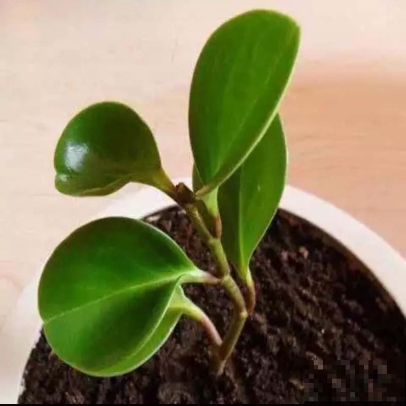 豆瓣绿在家扦插，这4点学会，发芽率高