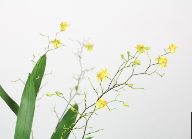 被称作活香水的文心兰，开花满屋子都是香味，越养越上瘾