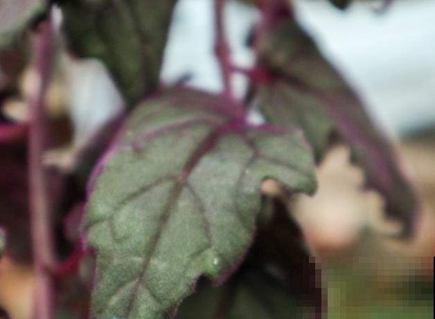 植物叶尖焦叶，主要这4步，轻松养护