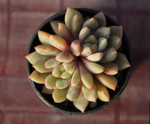 多肉如何区分烟煤病与晒伤，区别在于这2点，学会就能及时预防