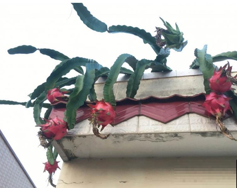 火龙果枝条长满“锈斑”,一定要重视,不然全烂了 火龙果枝条长满“锈斑”,一定要重视,不然全烂了