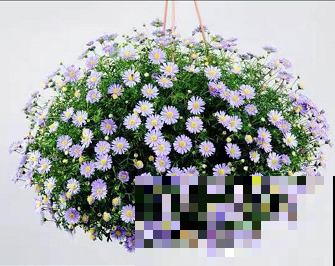 草花中的“小霸王”,耐热耐寒耐阴,开花能开大半年! 草花中的“小霸王”,耐热耐寒耐阴,开花能开大半年!