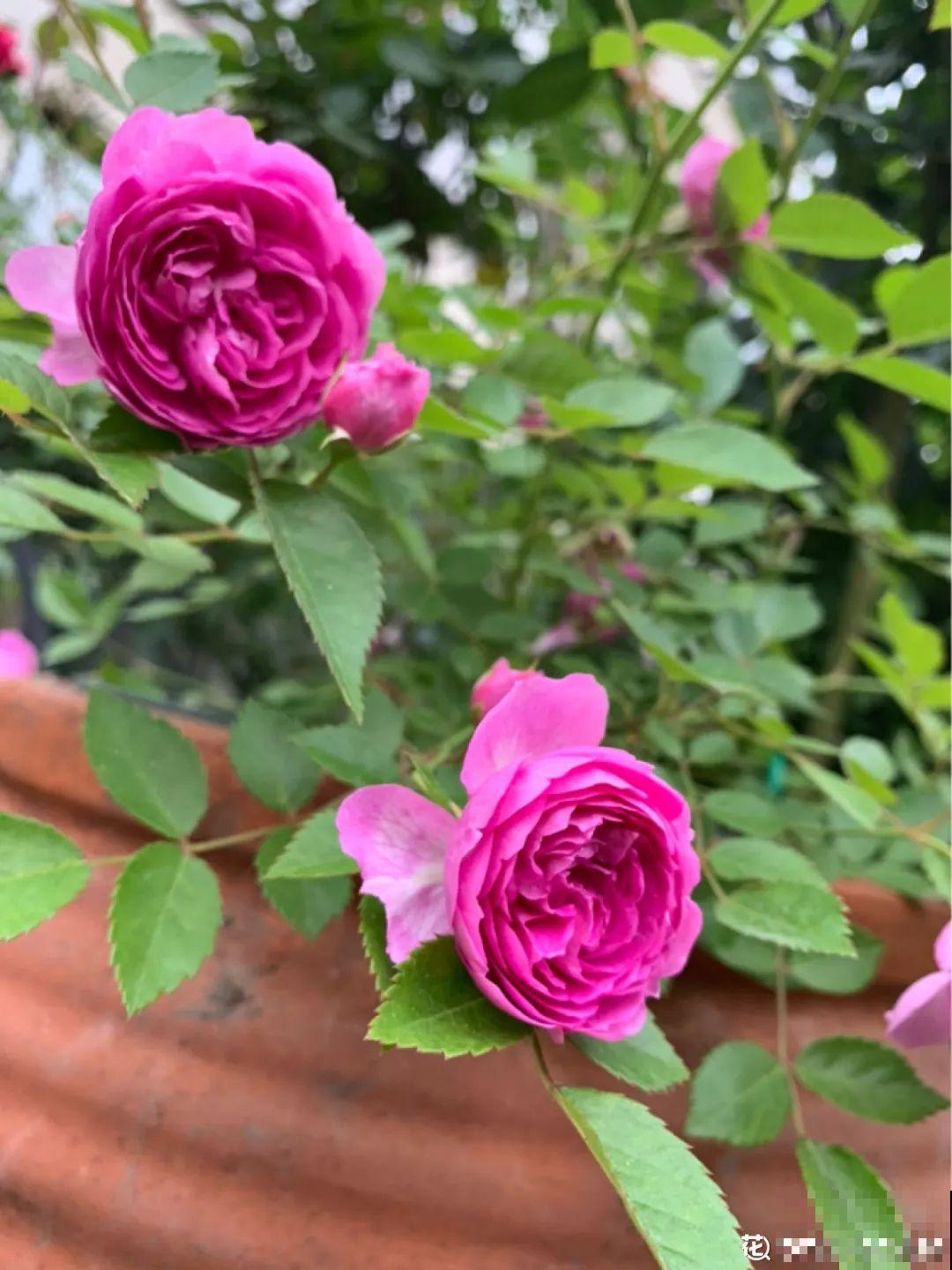 小阳台的开花机器,花期能达大半年,月月爆开不歇气,真香! 小阳台的开花机器,花期能达大半年,月月爆开不歇气,真香!