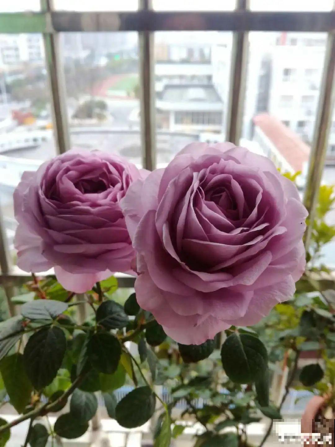 小阳台的开花机器,花期能达大半年,月月爆开不歇气,真香! 小阳台的开花机器,花期能达大半年,月月爆开不歇气,真香!