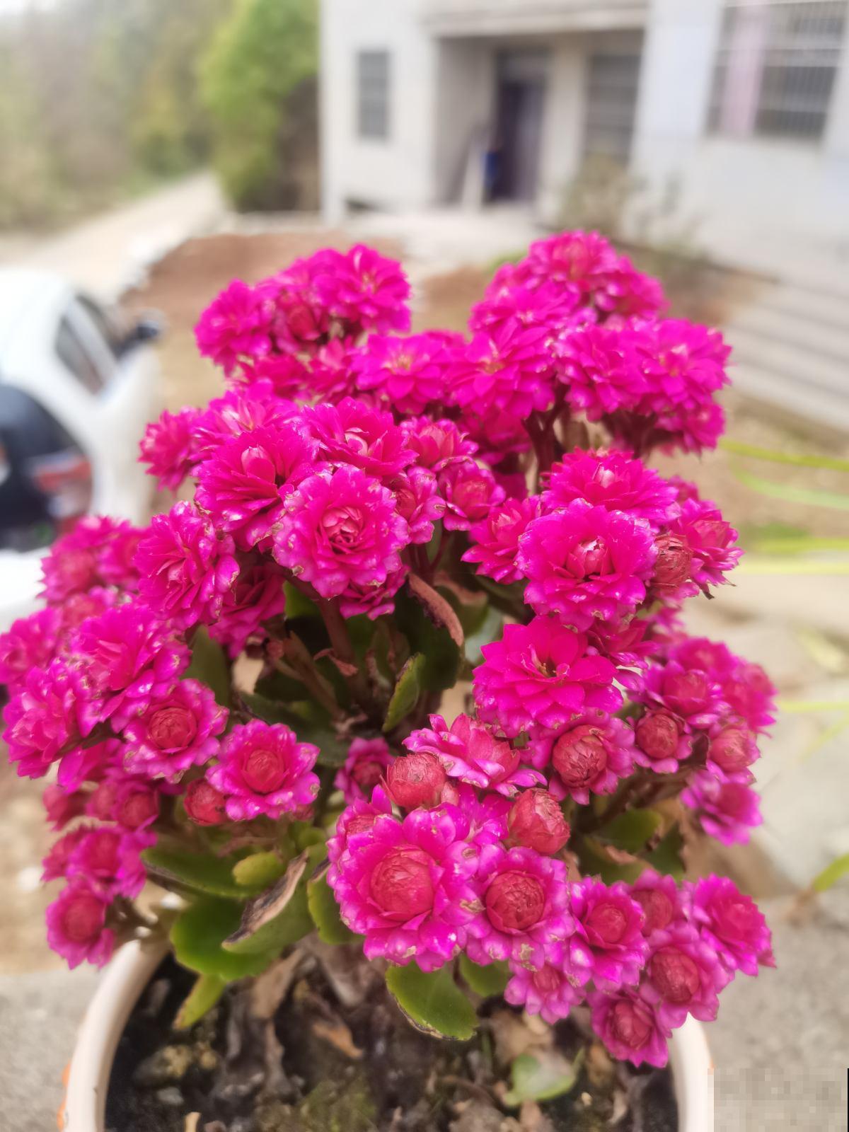 15种养人植物，养在家里身心舒畅，你养过几种