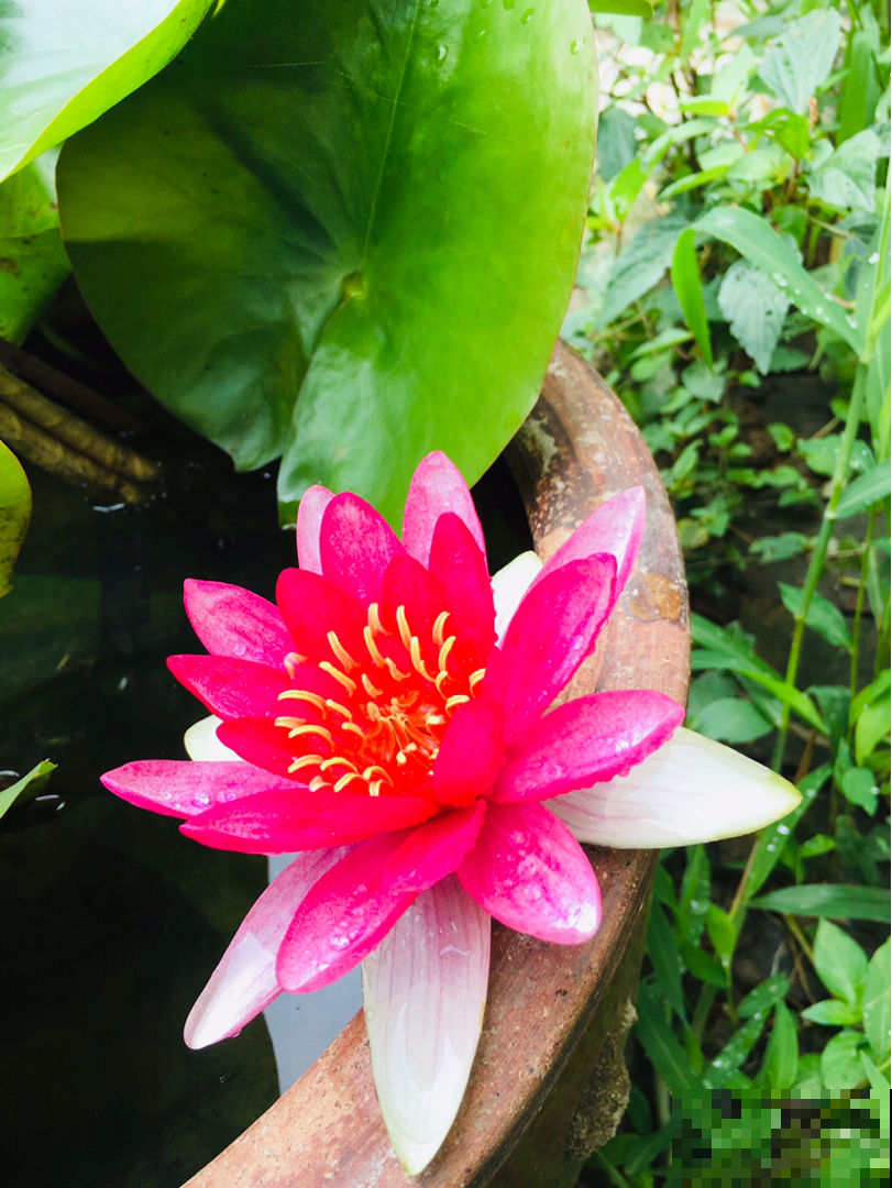 现在养2种“花仙子”，初夏就能开花，朵朵荷花使人眼