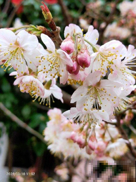 春日识花小技巧，分分钟认识樱花、梨花、李花，赏花不再“脸盲”