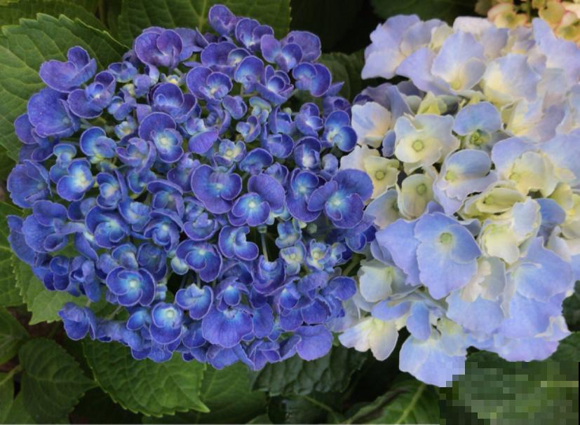 “外甥正月不剃头”，8种花正月不能剪，还要再忍1个月