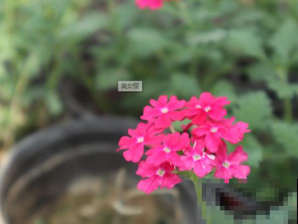 紫红色的花有很多，最常见的5种，你喜欢那种