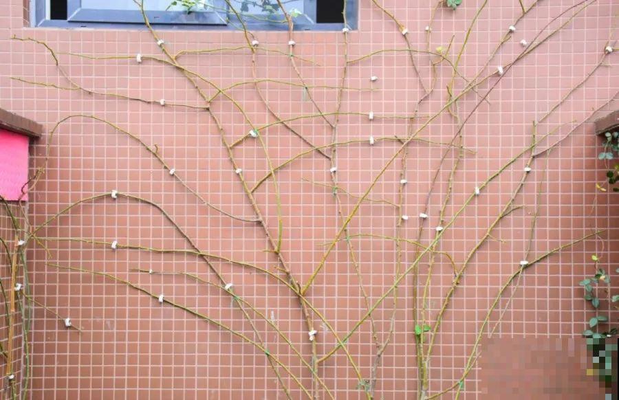 花园三剑客也要换盆,越冷长得越旺,明年呼呼开花 花园三剑客也要换盆,越冷长得越旺,明年呼呼开花