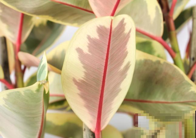 这种植物汁液有毒，在家养殖要小心，注意好养殖没问题