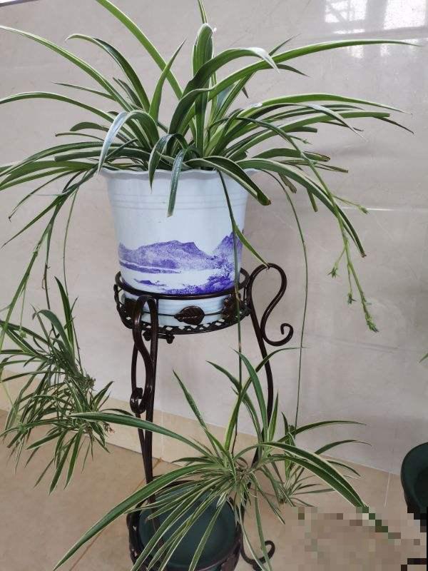 4种花命里带“钱”，“金银财宝”都具备，养家里想不富贵都难