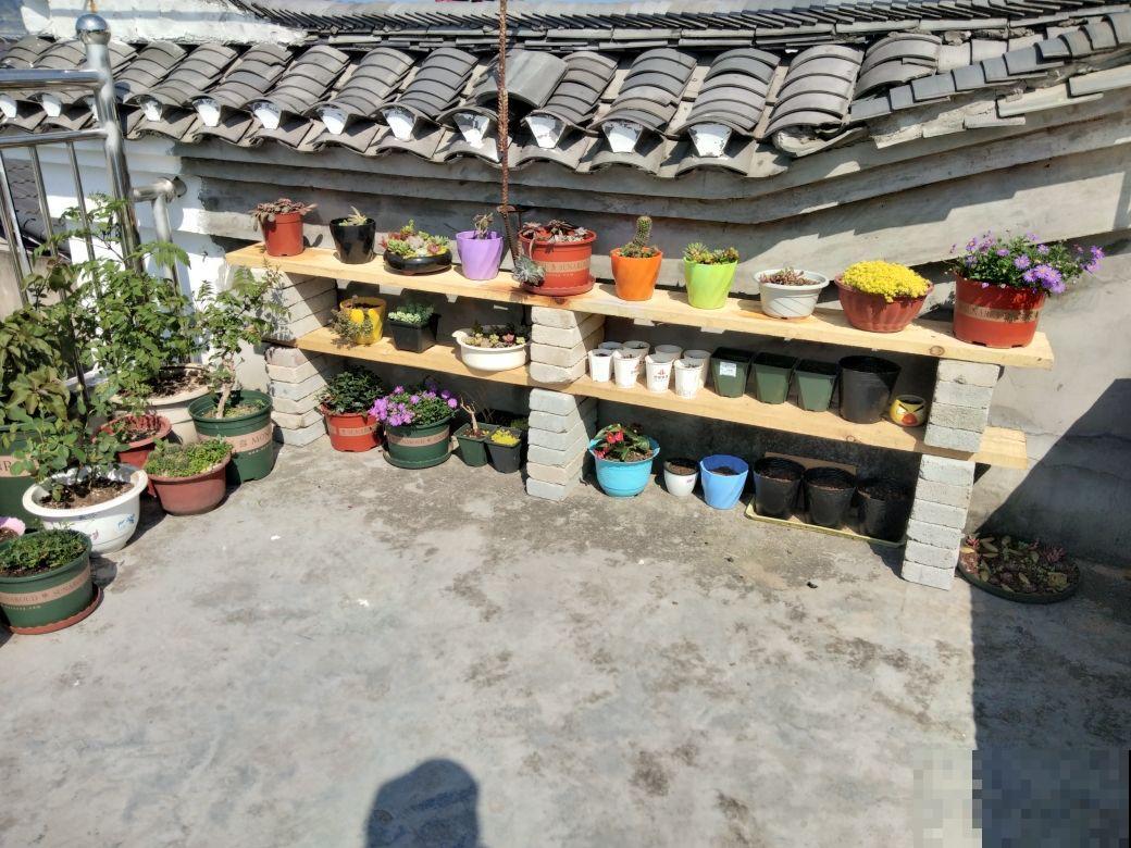 顶楼天台养花，不注意这3点，再皮实的花也养不好