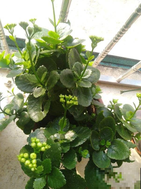 5种花正月快修剪,错过修剪,一年不开花 5种花正月快修剪,错过修剪,一年不开花