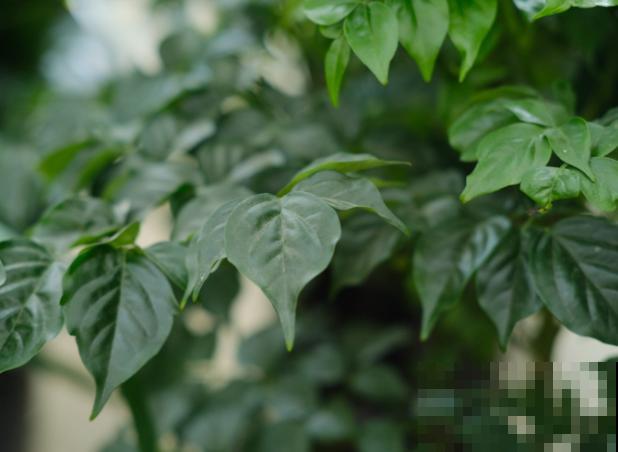 家里的幸福树出现问题，不知如何判断是否浇水过多，主要看这3点