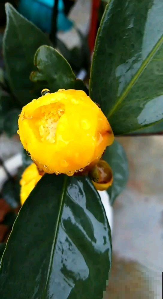 工薪族舍不得买的4种花,个个昂贵有气质,有钱了一定要买个遍 工薪族舍不得买的4种花,个个昂贵有气质,有钱了一定要买个遍