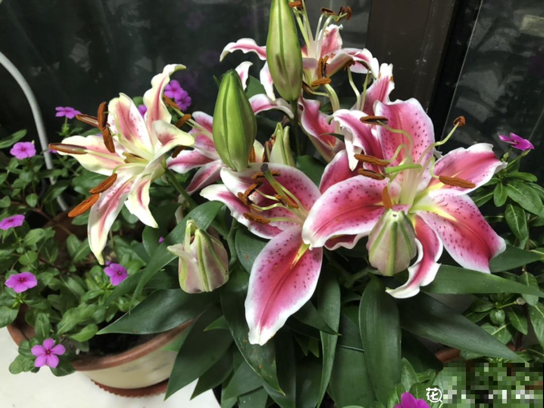 “外甥正月不剃头”，8种花正月不能剪，还要再忍1个月