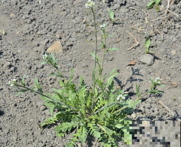 露天荠菜一年三季可种植，学会这4步，养殖变简单