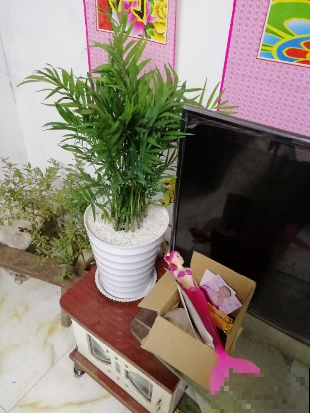 家里变温馨，4种花就够了，好寓意多多