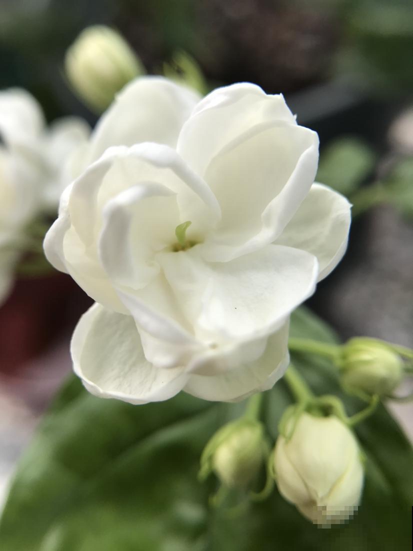 没过清明节，4种花别搬到室外，冻死了就太可惜