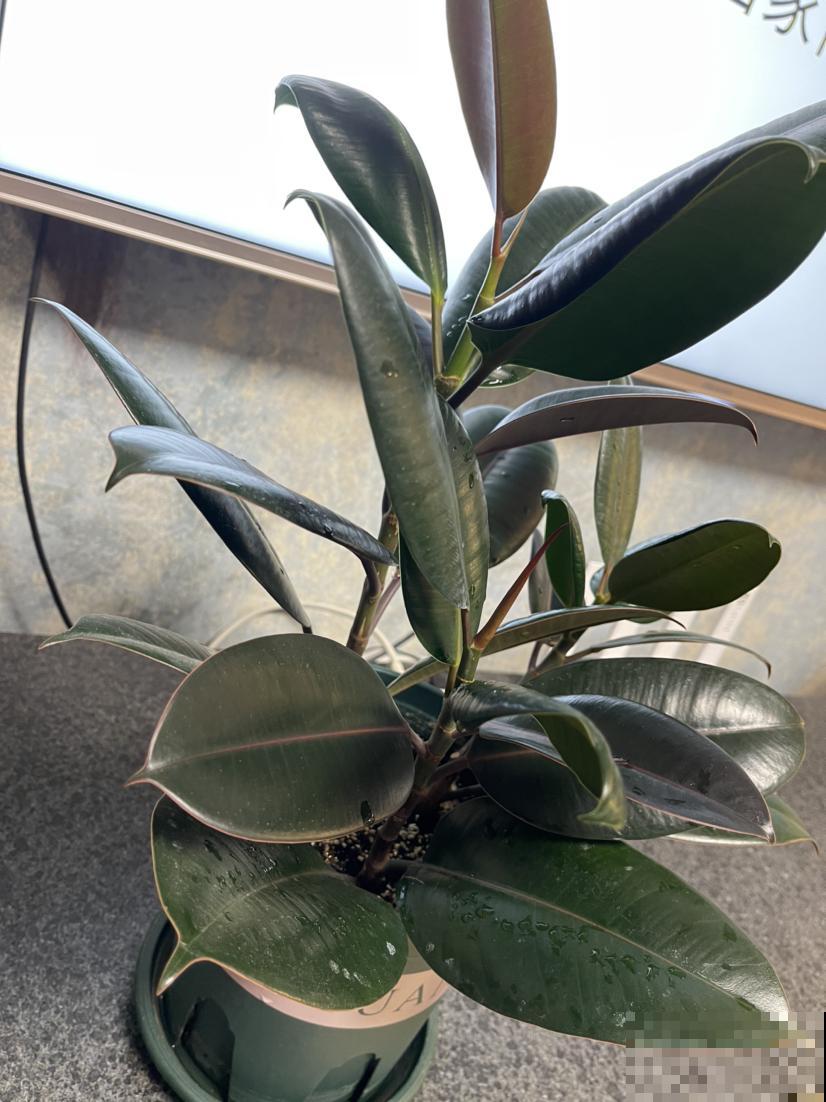 南方烂大街的花，在北方可真难养，心累