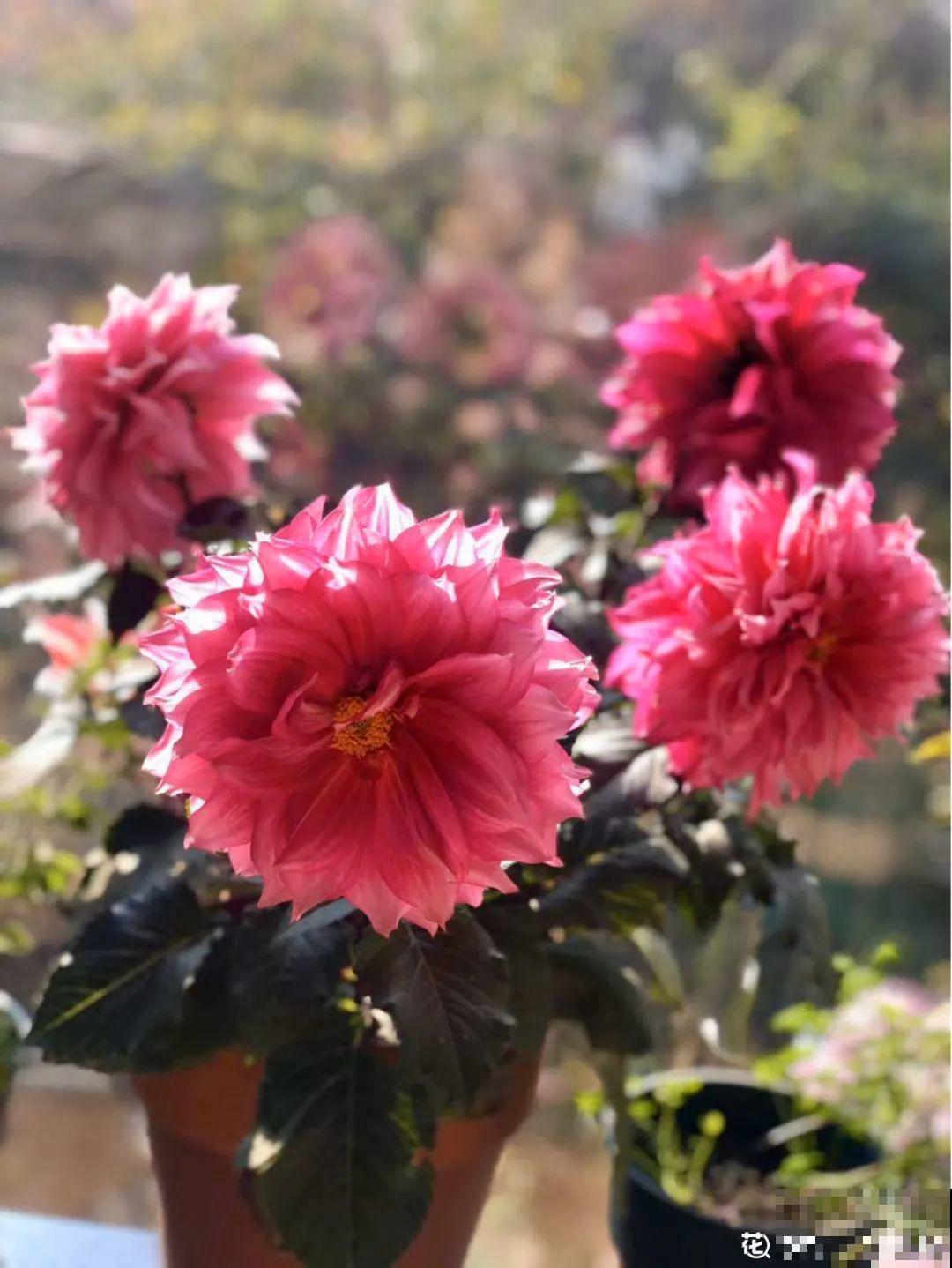 这9种“看家花”，70、80后难忘记，00后不认识！