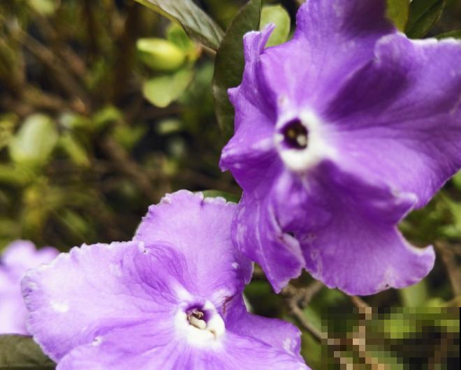 双色茉莉的叶子变褐色，抓紧看看这4点，及时处理才能拯救