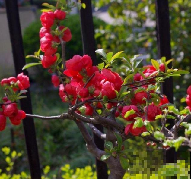 “长寿冠”海棠花这个品种不常见，养殖在家注意这6点，花期变长