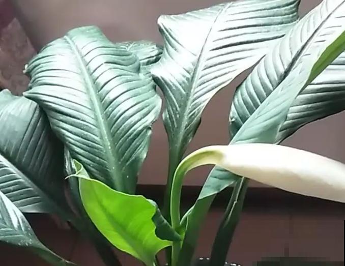 绿巨人叶子发软下垂,不要扔掉,做好这4步很快恢复 绿巨人叶子发软下垂,不要扔掉,做好这4步很快恢复