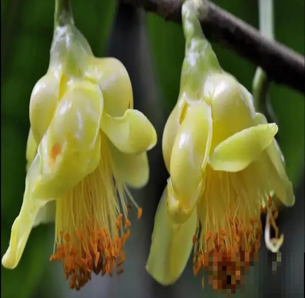 大几百块一棵的金花茶，迟迟不长叶子，满足4点很重要