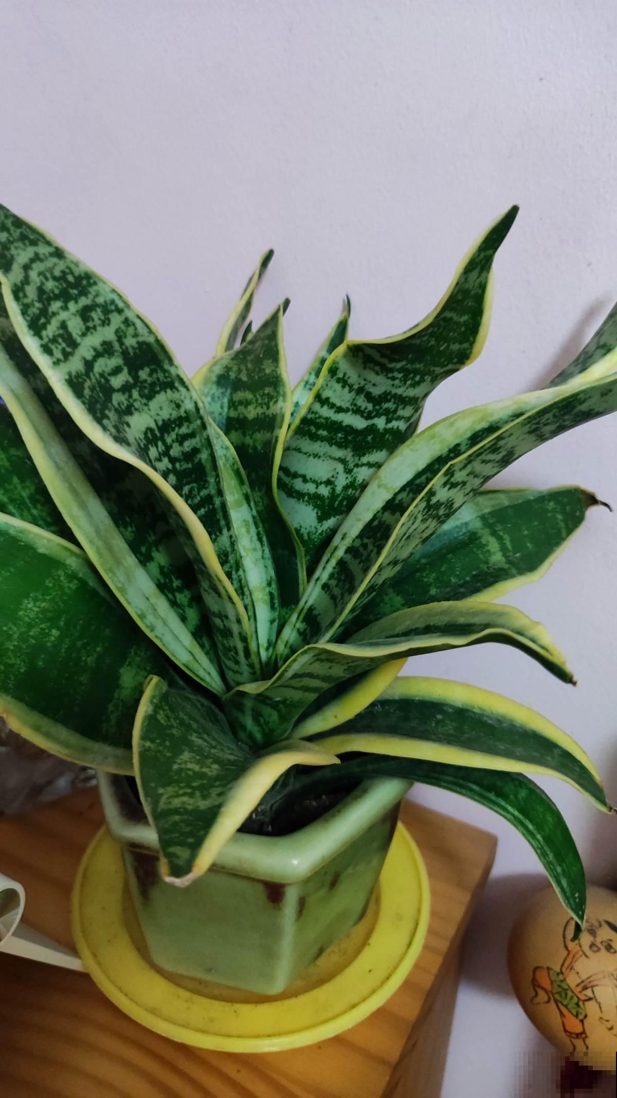 4种花越“肥胖”越好,看着喜庆健康,太“瘦了”像生病 4种花越“肥胖”越好,看着喜庆健康,太“瘦了”像生病