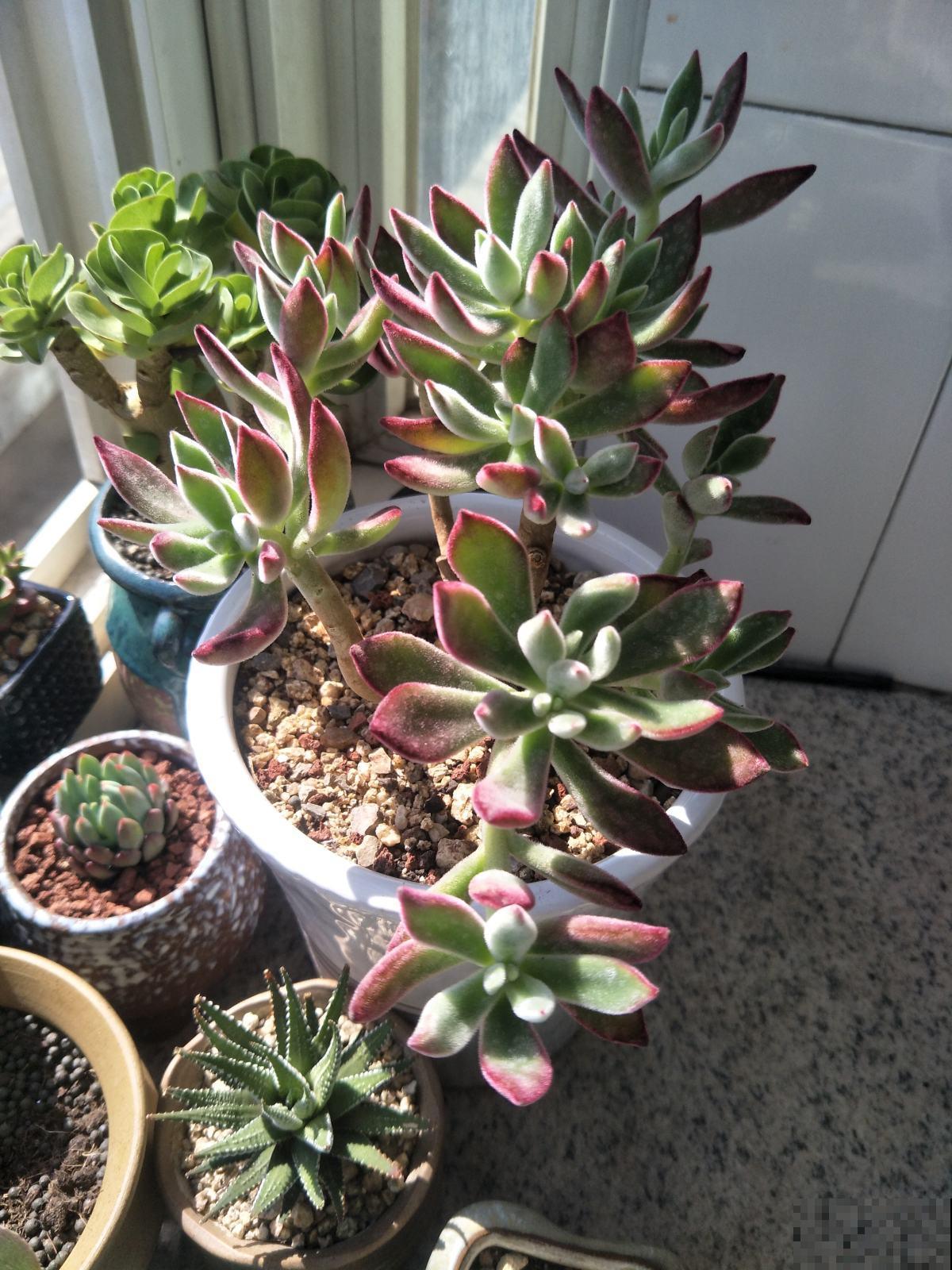 经常逛花市,4个省钱经验分享给大家,可要记好了 经常逛花市,4个省钱经验分享给大家,可要记好了