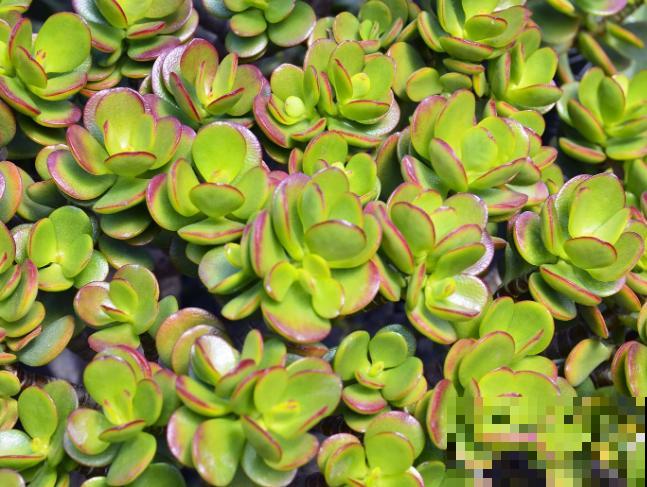 玉树叶子长黑斑，大概率是4个原因，赶紧剪掉还有救