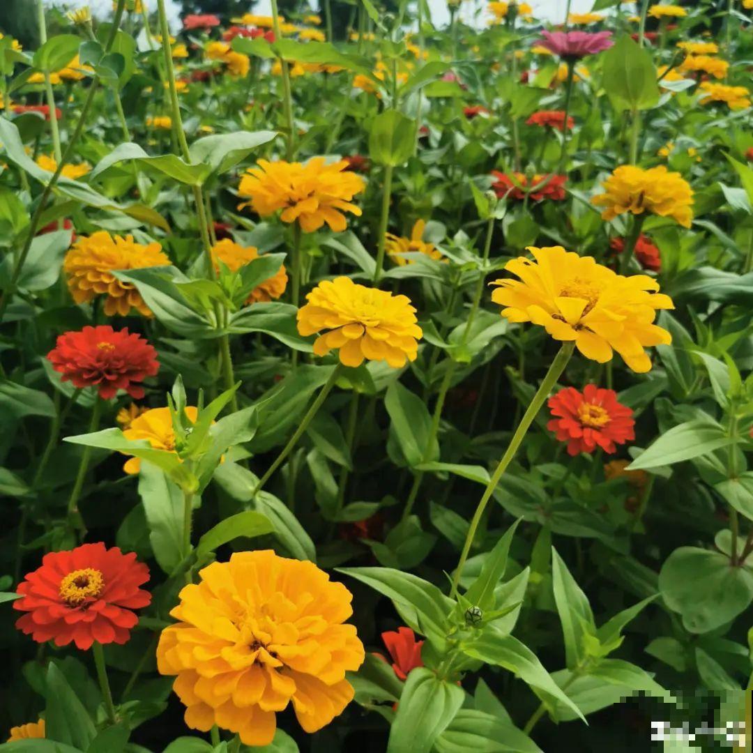 50种花春天播种,长满小院子,能开一整年 50种花春天播种,长满小院子,能开一整年