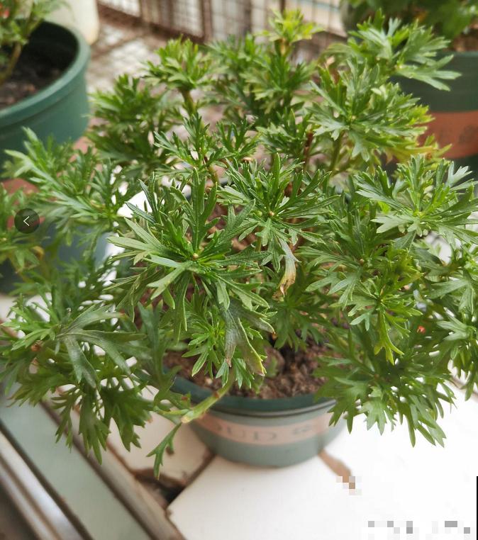 春天养盆玛格丽特,狠心剪一剪,轻松长成大花球 春天养盆玛格丽特,狠心剪一剪,轻松长成大花球