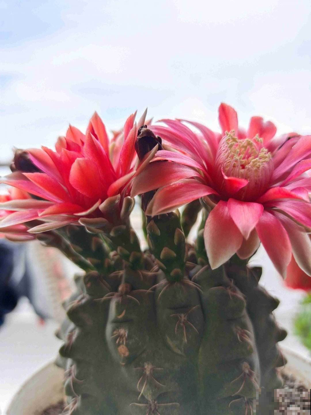 能爆花的3种多肉，花多又漂亮，新手也能养