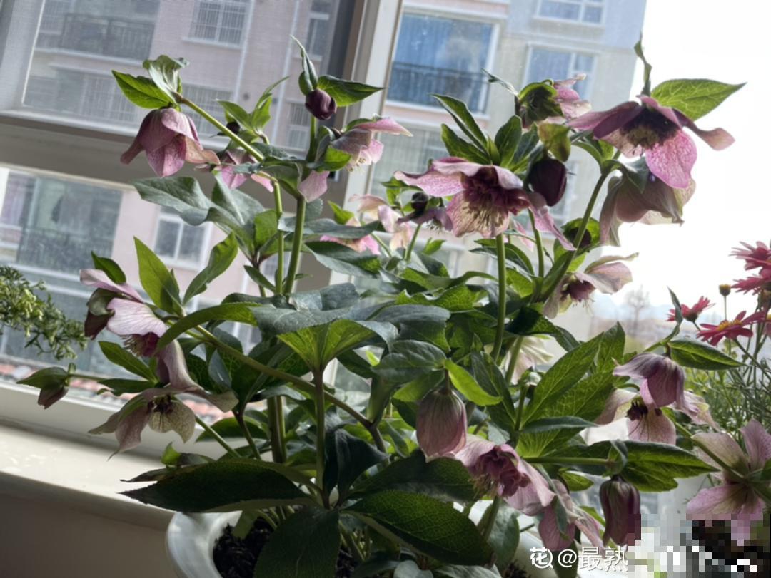 年前不敢买的“贵货花”，现在捡漏，价格低到“不可思议”