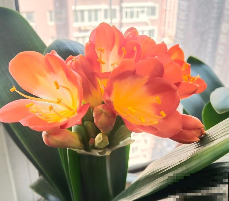 君子兰“歪七扭八”，赶紧给它“正正骨”，根肥叶壮长得旺